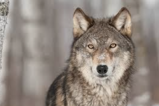 Colorado votes to reintroduce wolves: