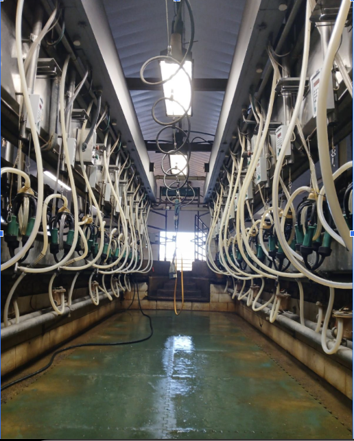 The milking parlor in the Graff dairy can milk up to 24 cows at a time.  